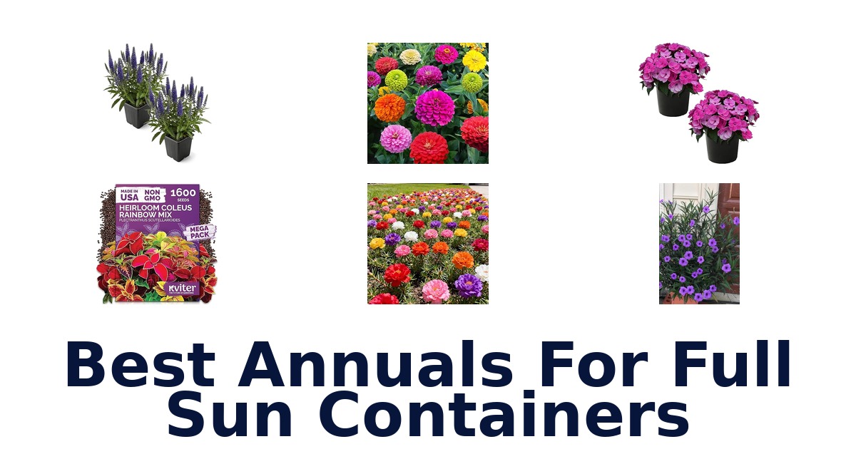 best annuals for full sun containers
