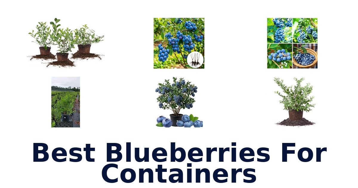 best blueberries for containers