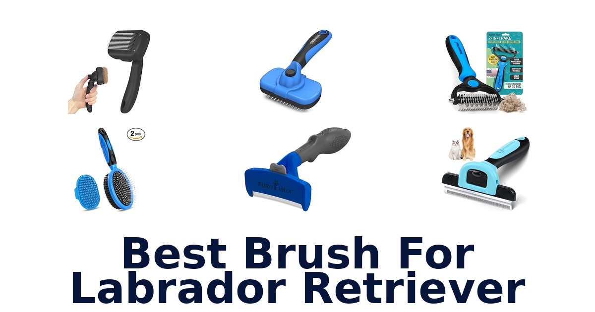 best brush for labrador retriever