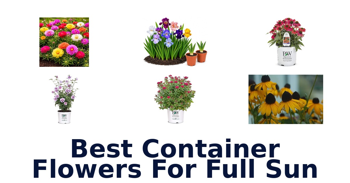best container flowers for full sun