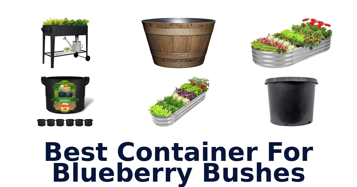 best container for blueberry bushes