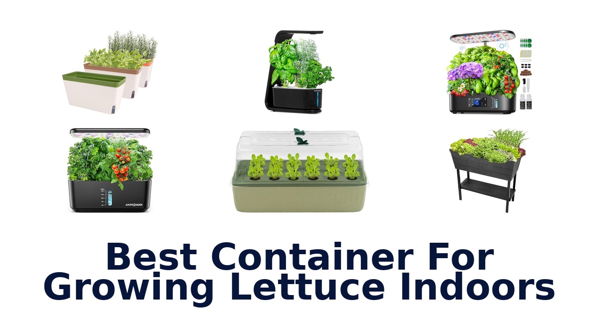 best container for growing lettuce indoors