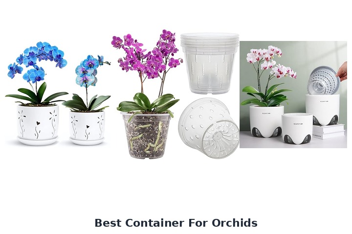 best container for orchids