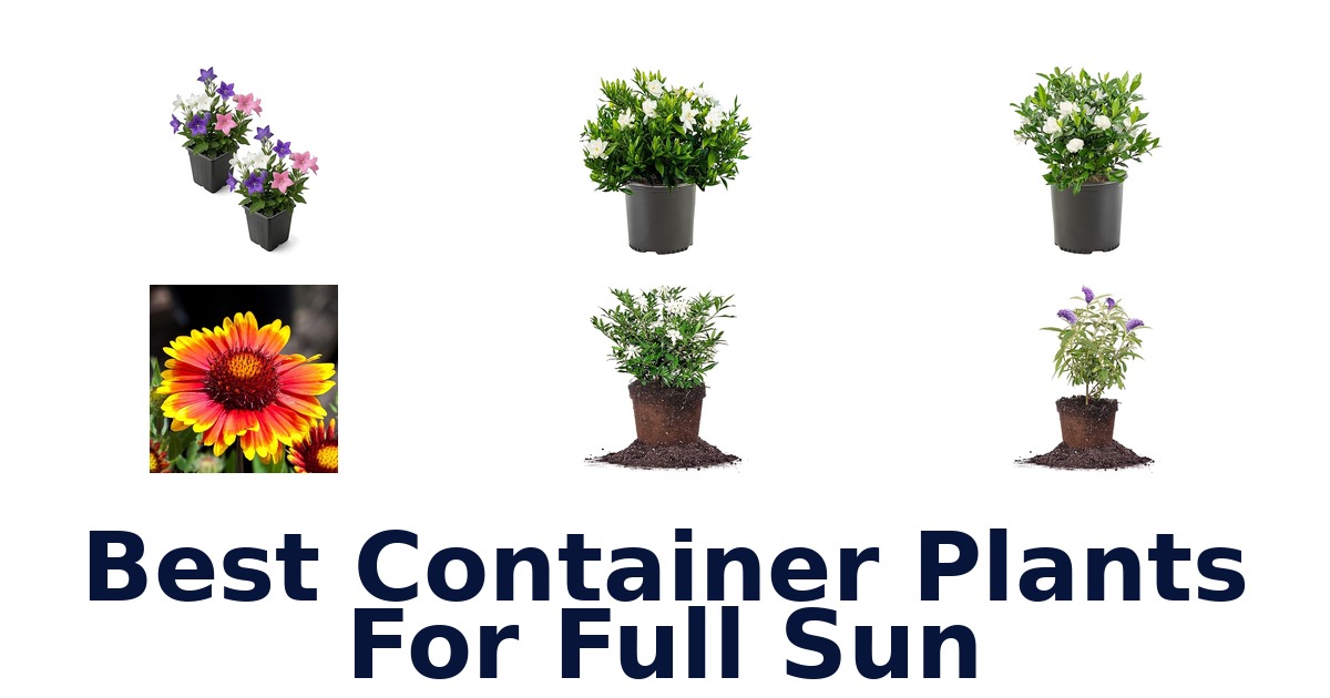 best container plants for full sun