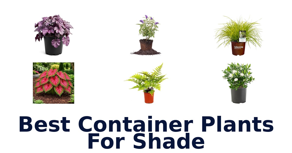 best container plants for shade