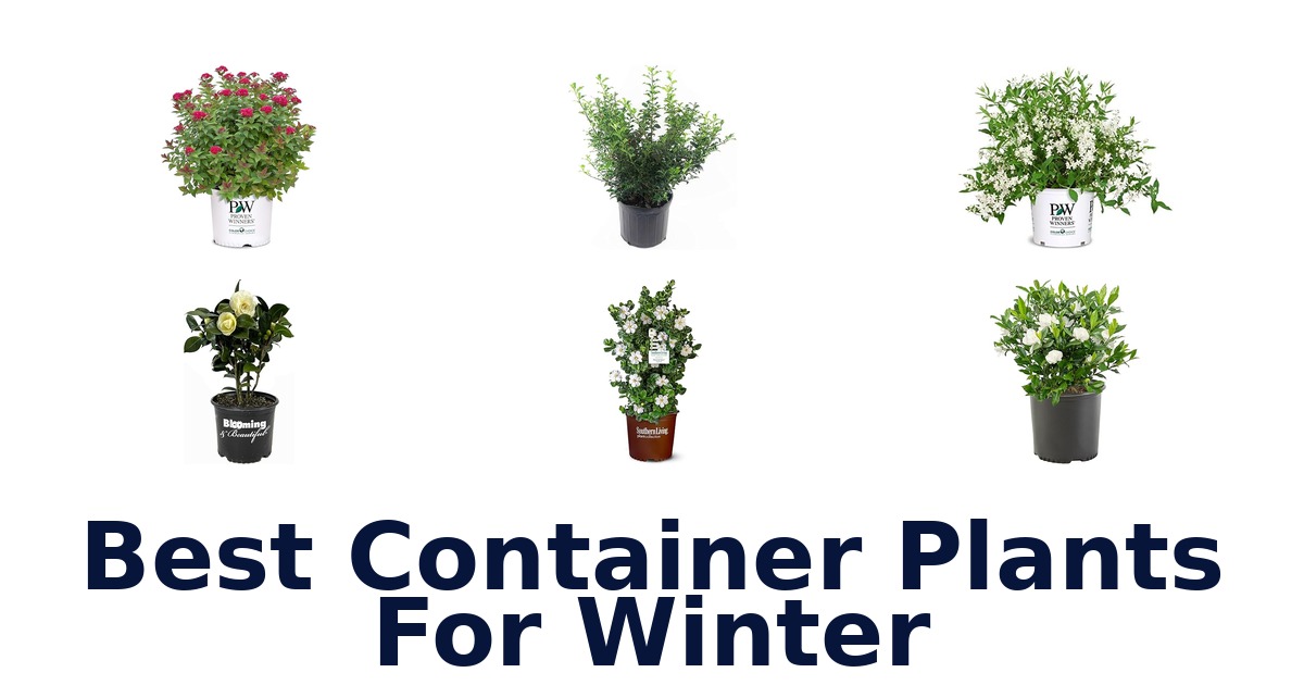 best container plants for winter