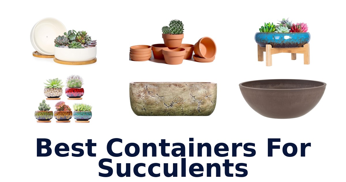 best containers for succulents