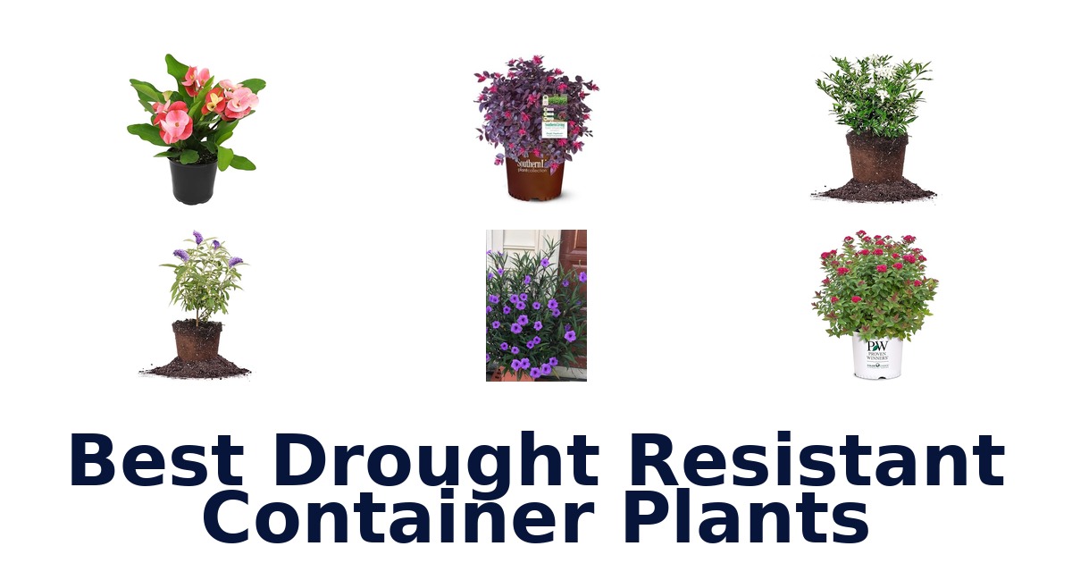 best drought resistant container plants