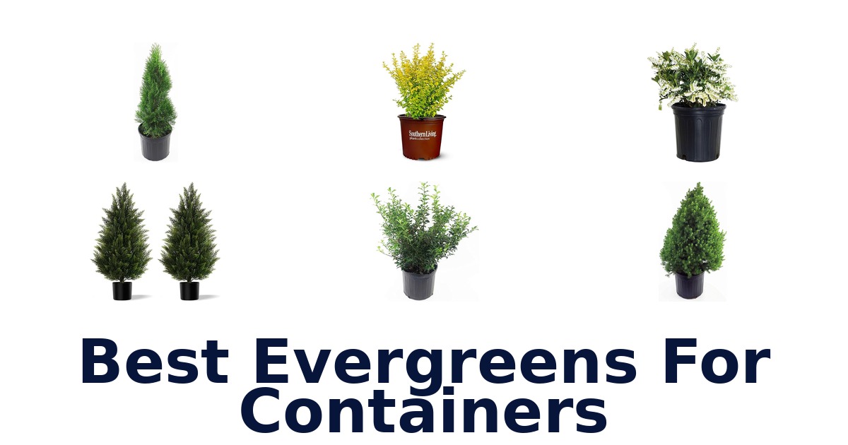 best evergreens for containers