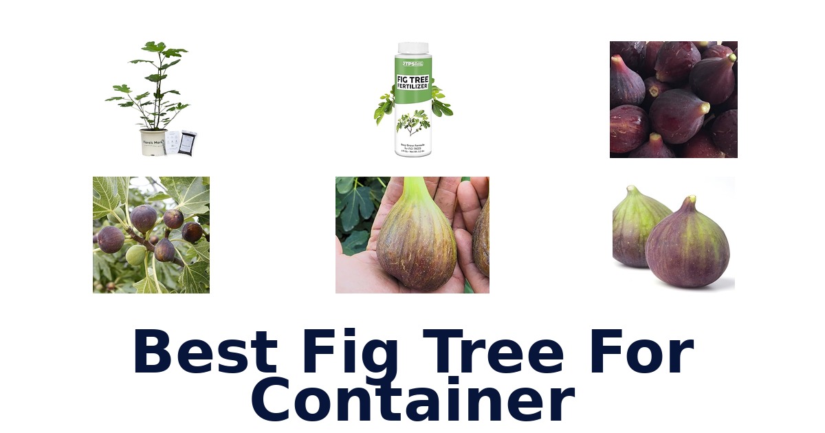 best fig tree for container