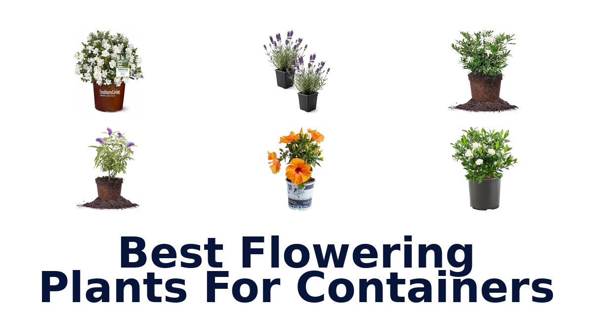 best flowering plants for containers