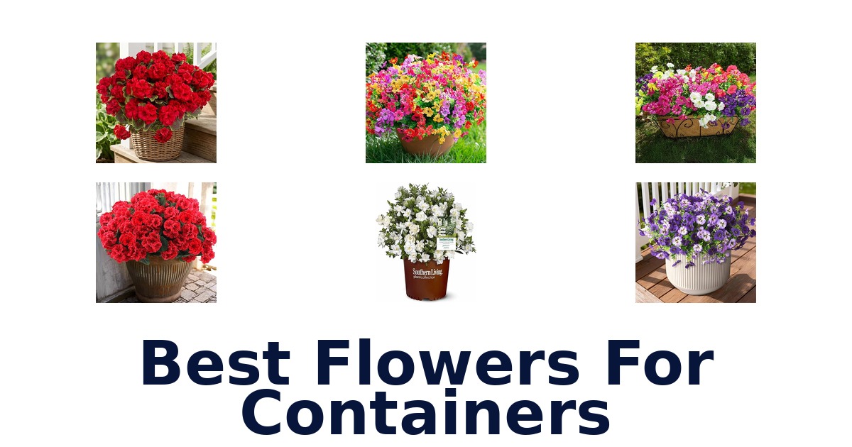 best flowers for containers