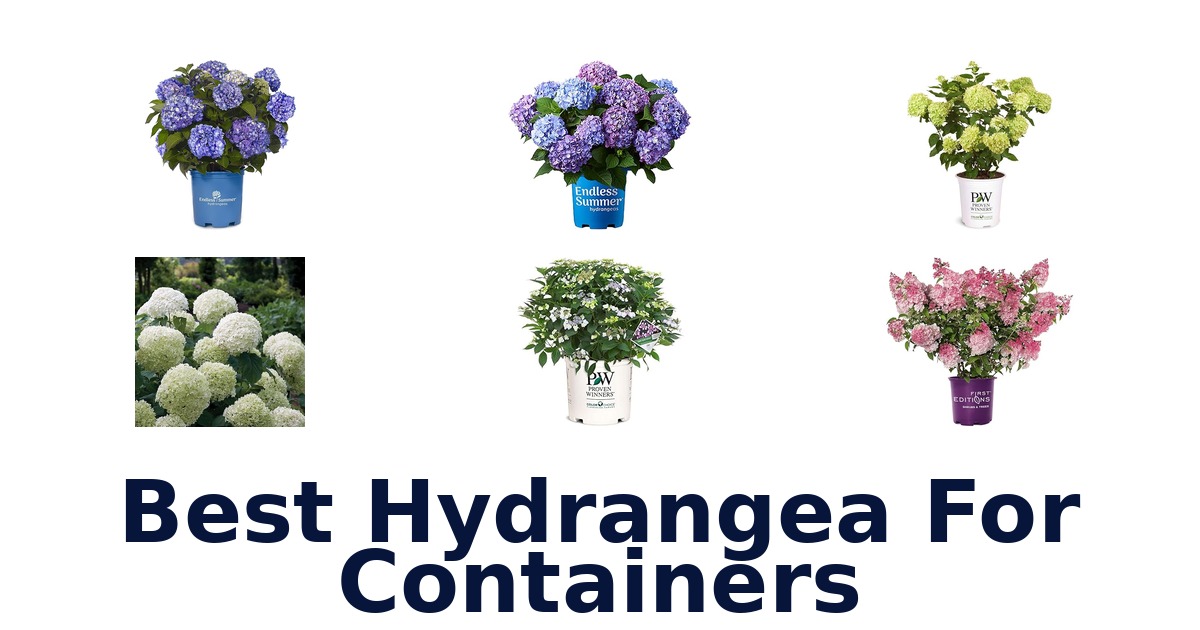 best hydrangea for containers