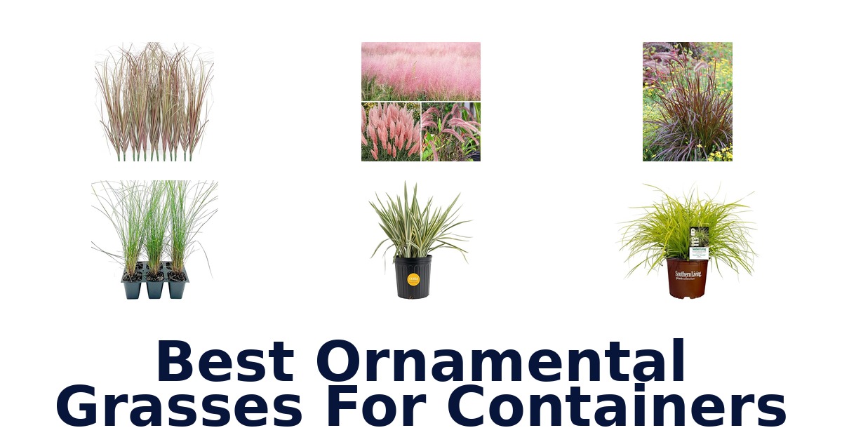 best ornamental grasses for containers