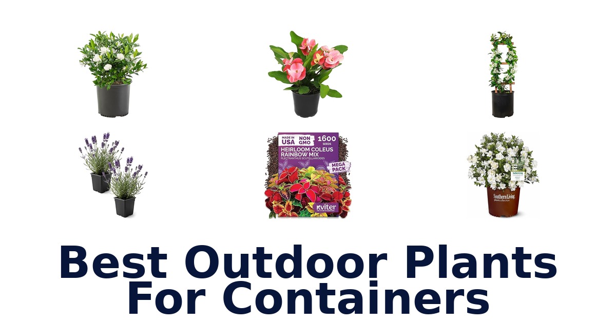 best outdoor plants for containers