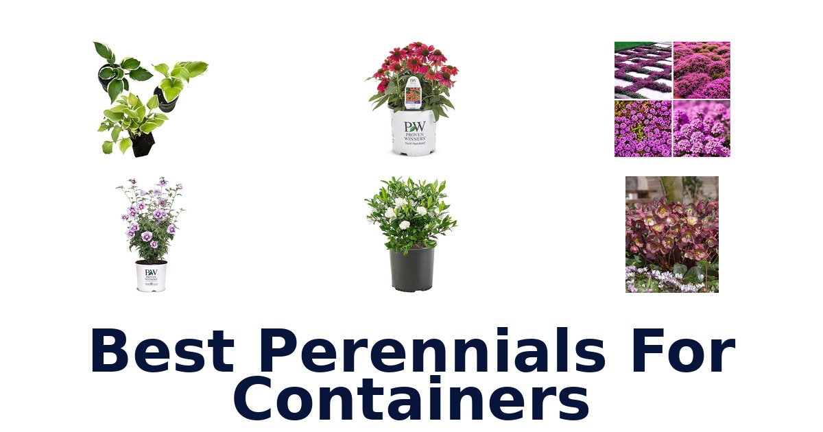 best perennials for containers