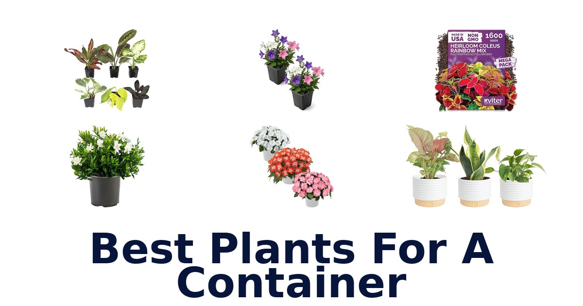 best plants for a container