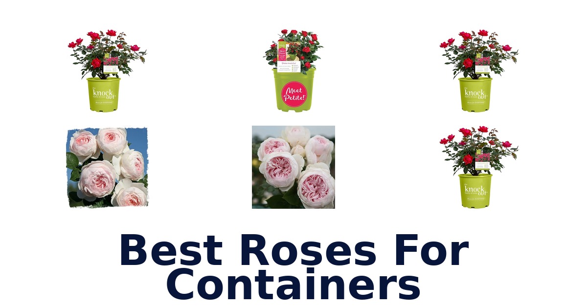 best roses for containers