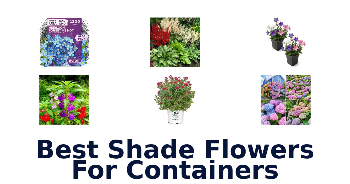 best shade flowers for containers