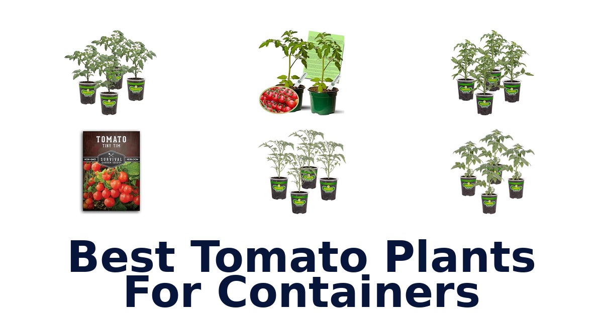 best tomato plants for containers