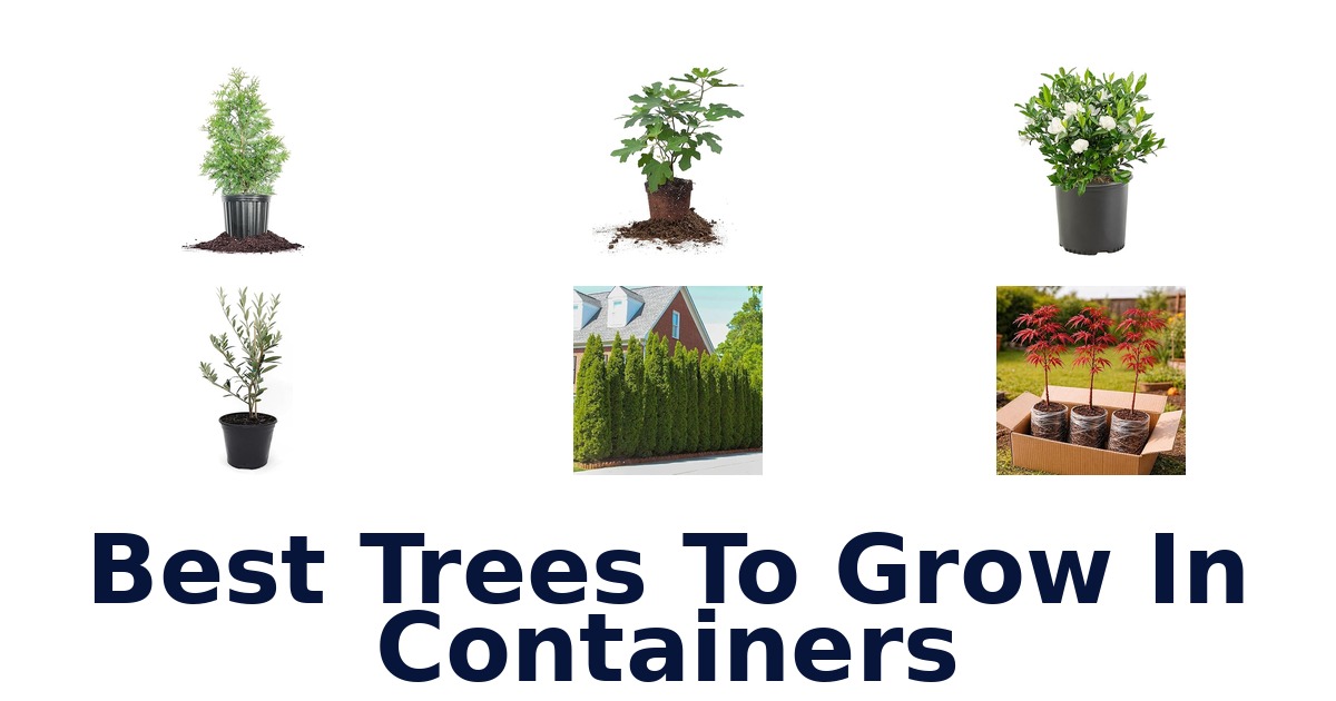 best trees to grow in containers