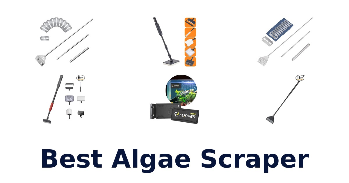 best algae scraper